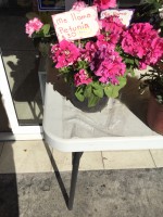 Flores 